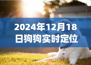 深度评测，2024年狗狗实时定位项圈功能、体验与竞品对比