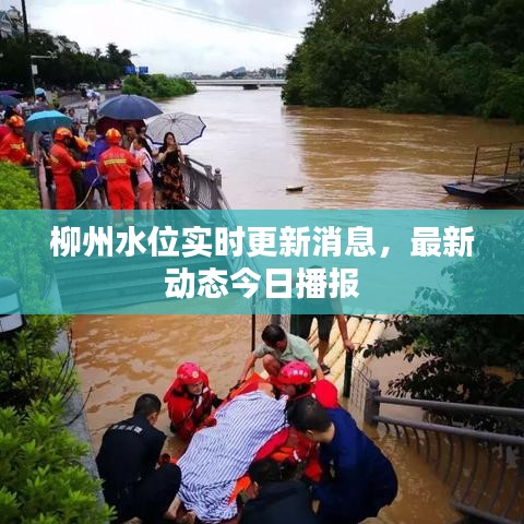 柳州水位实时更新消息，最新动态今日播报