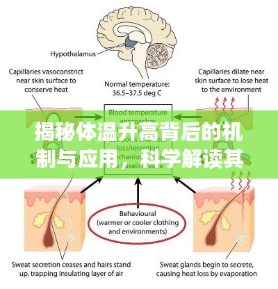 揭秘体温升高背后的机制与应用，科学解读其效果与影响